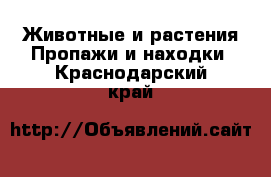 Животные и растения Пропажи и находки. Краснодарский край